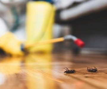 شركة مكافحة الحشرات